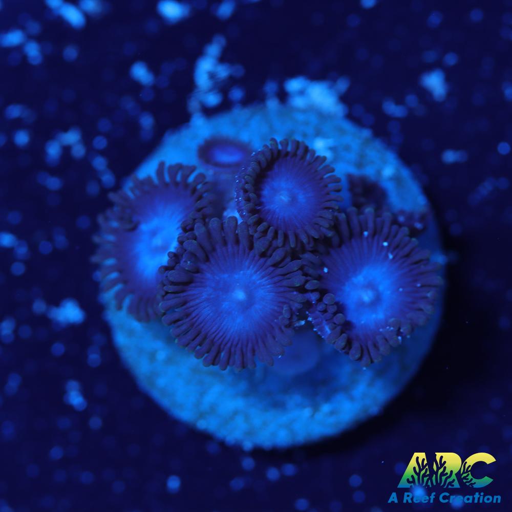 Blue Zoa