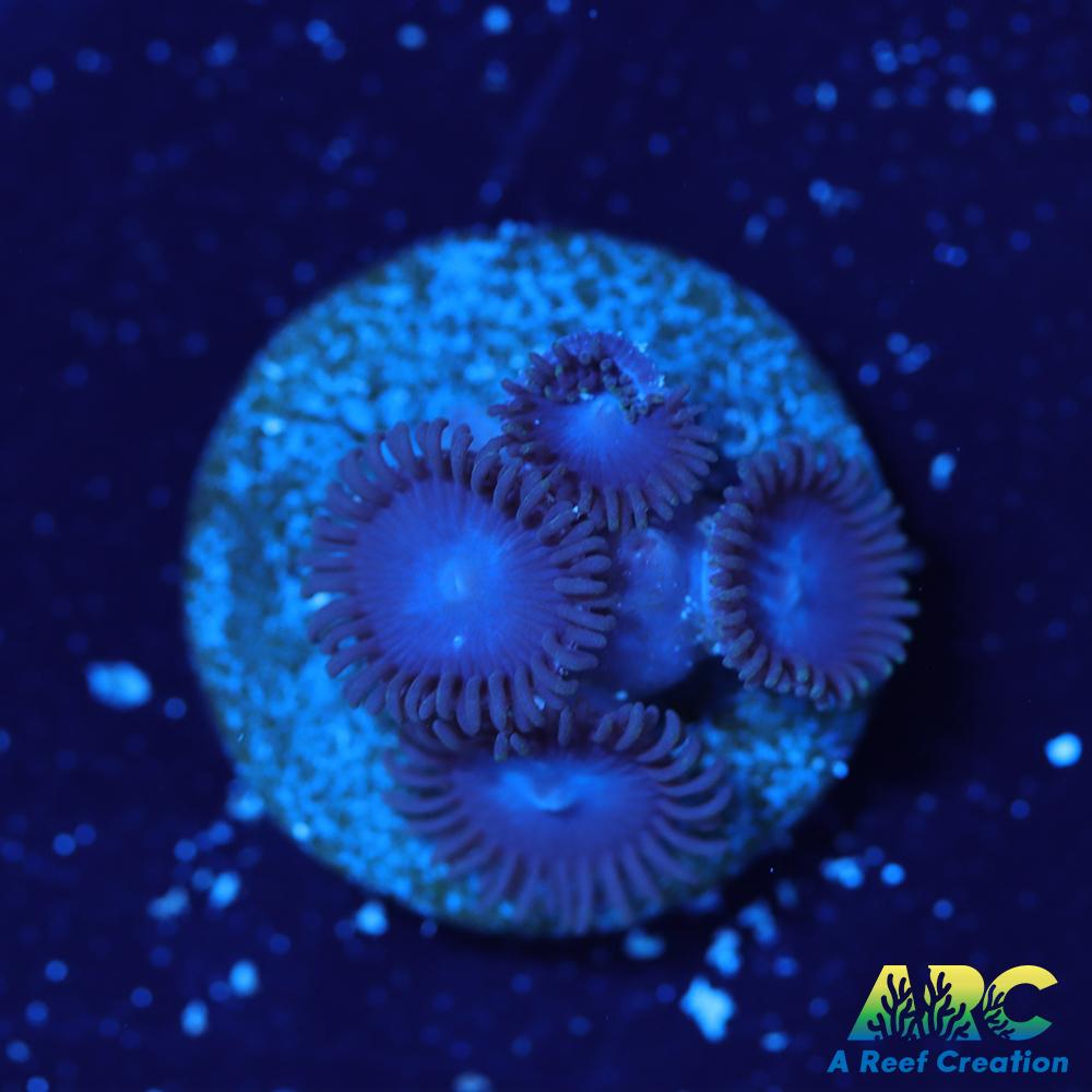 Blue Zoa