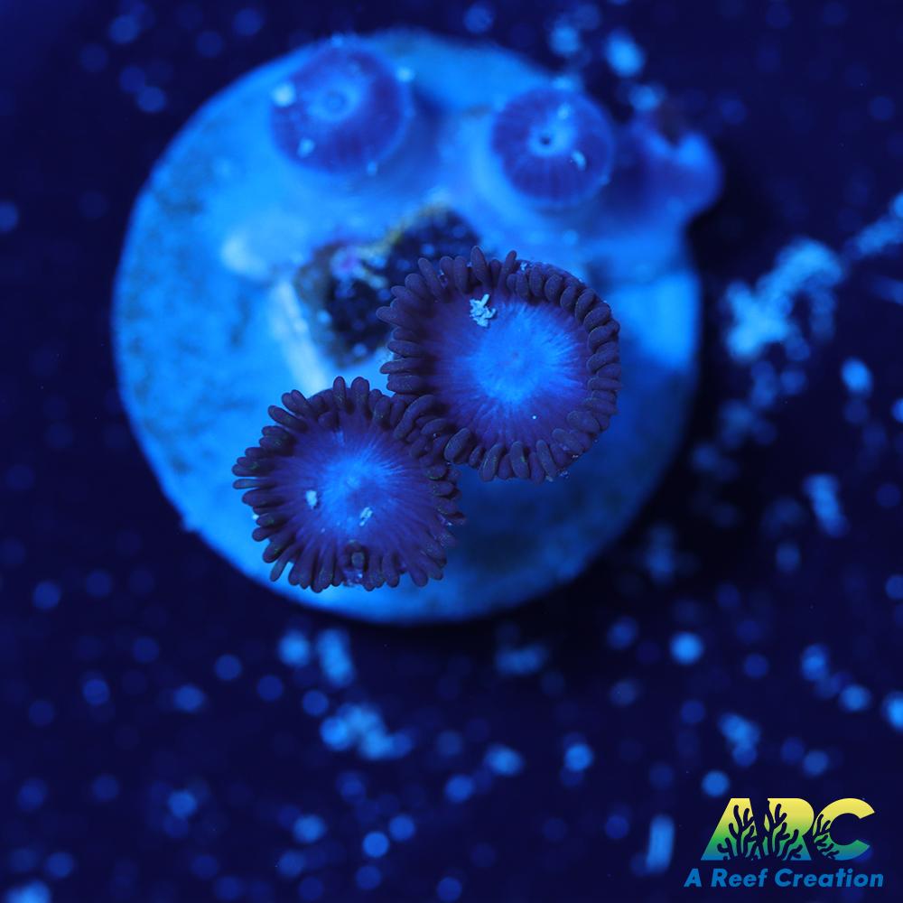 Blue Zoa