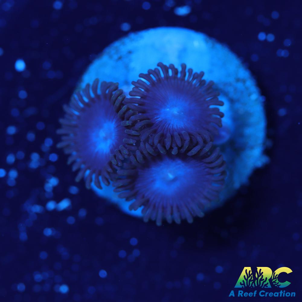 Blue Zoa