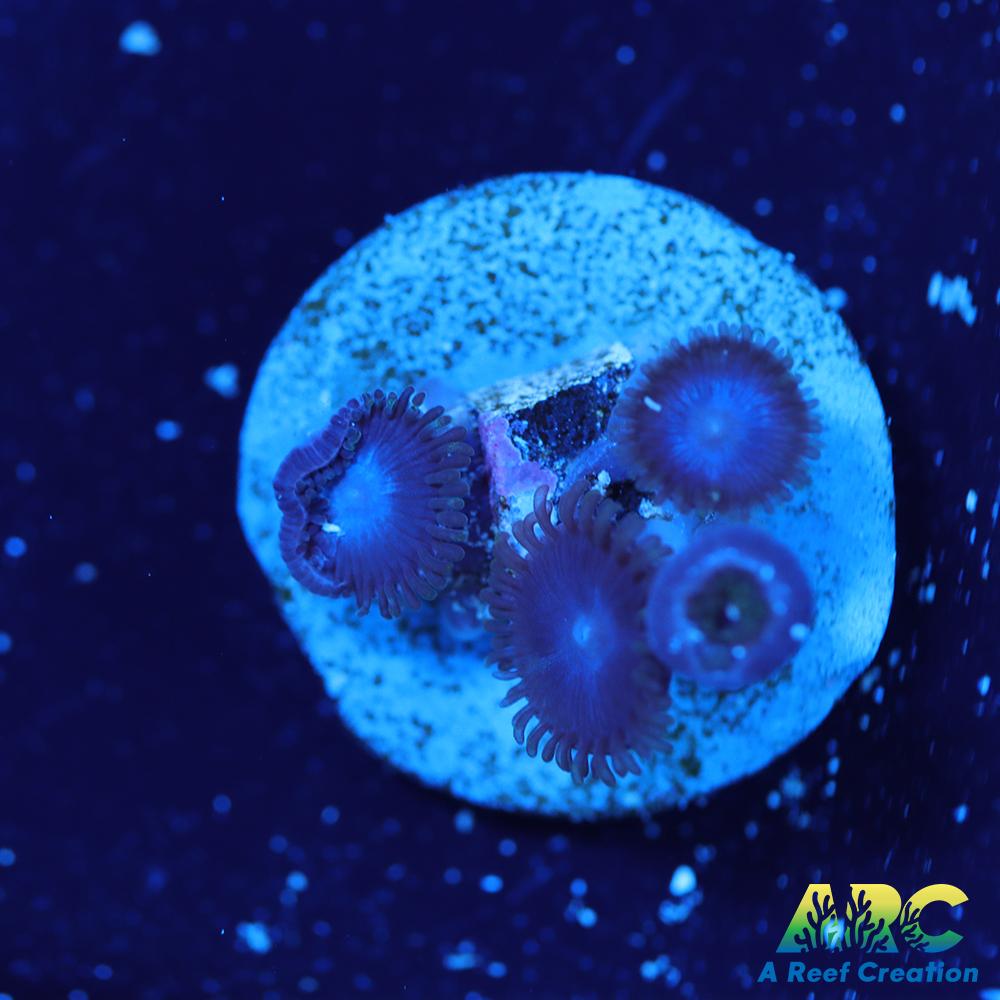 Blue Zoa