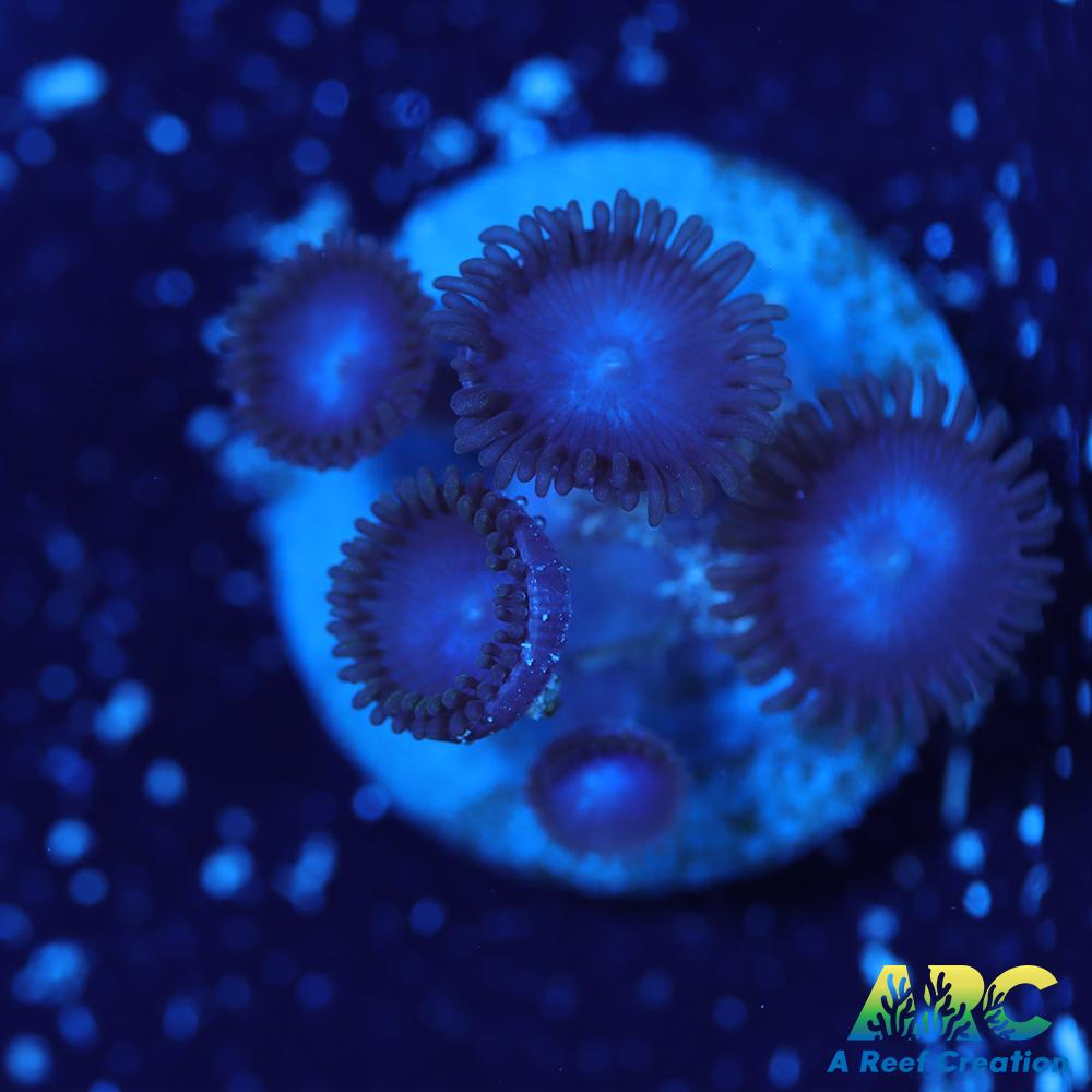 Blue Zoa
