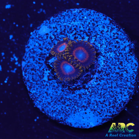 Jawbreaker Zoas
