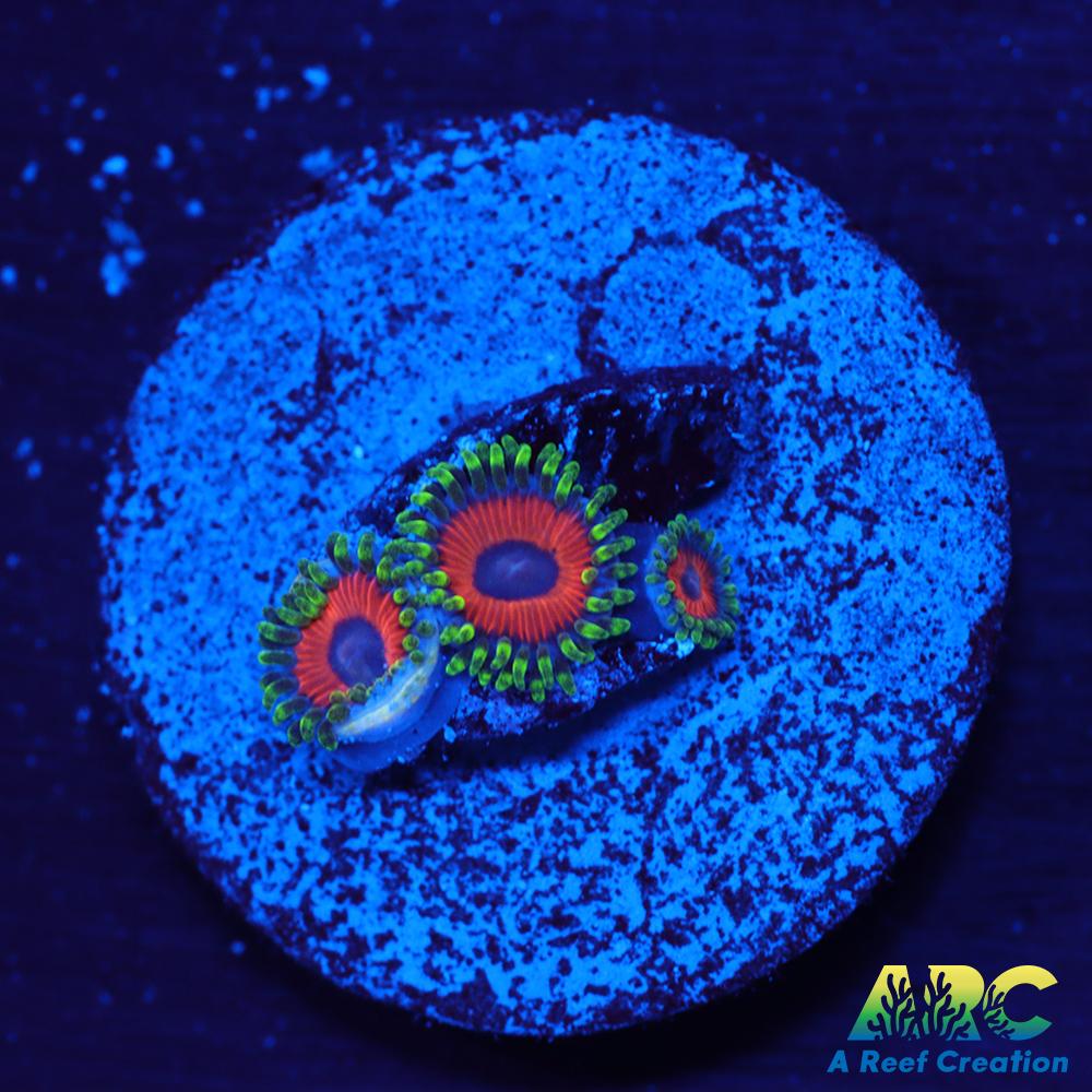 Deep Water Watermelons