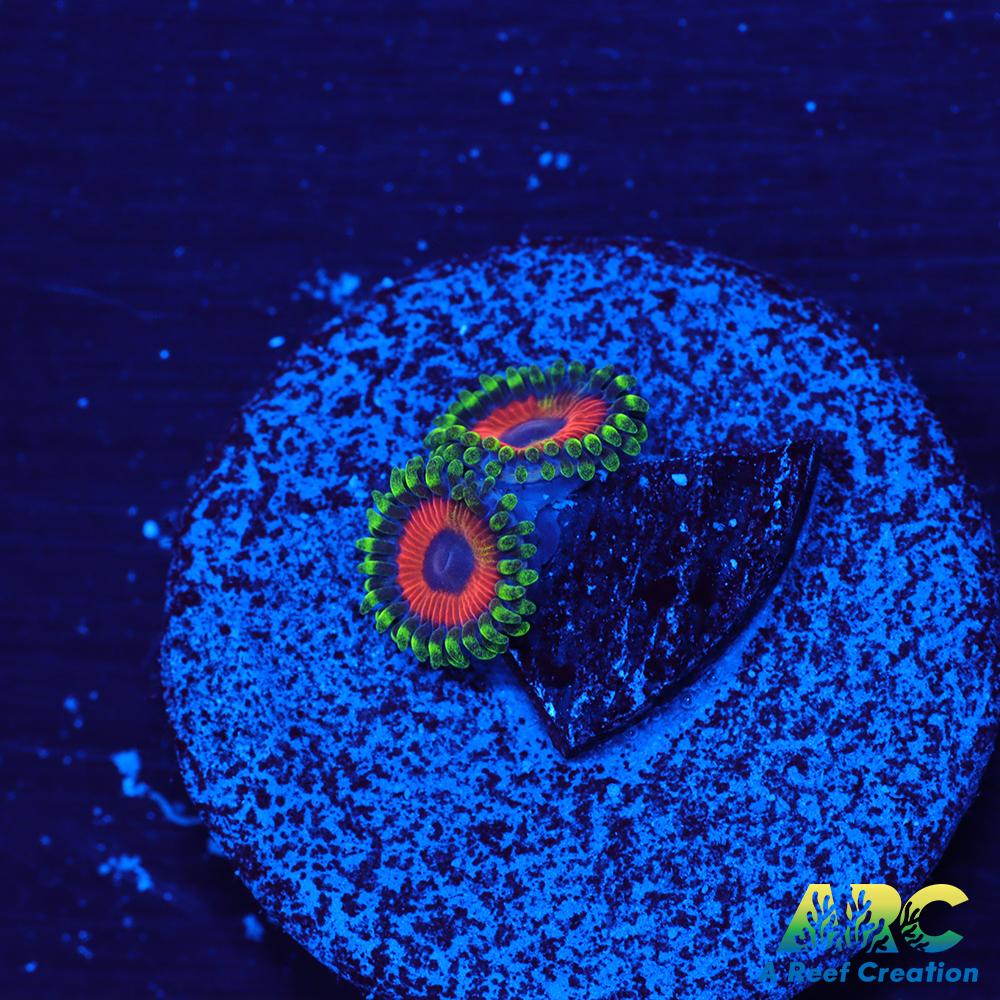 Deep Water Watermelons