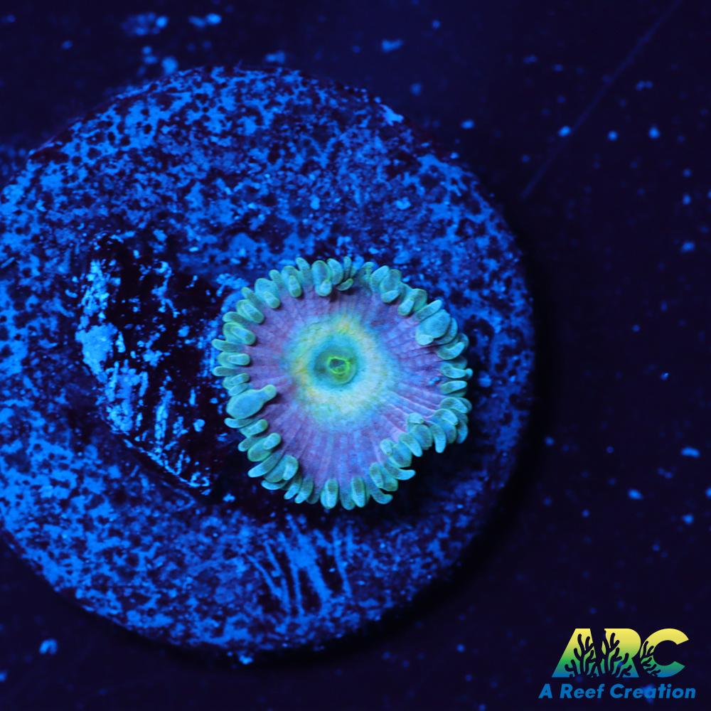 Beauty and the Beast Paly