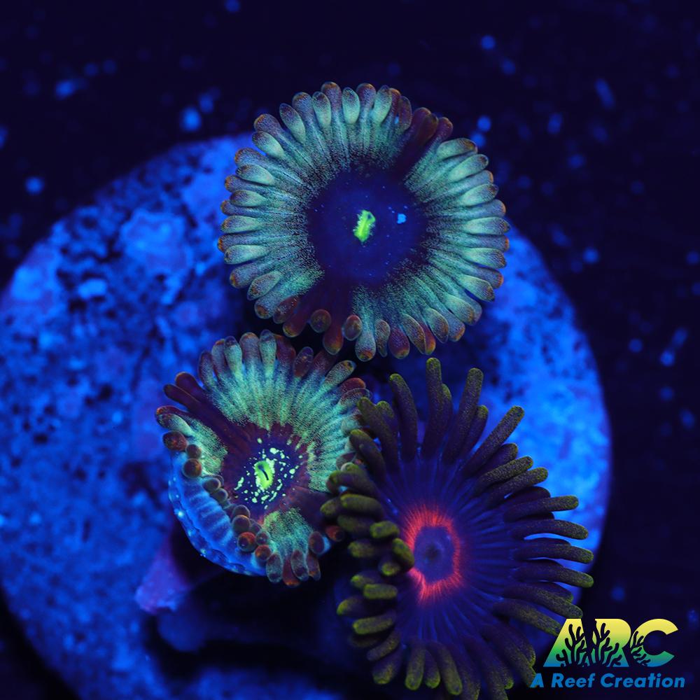 ARC Magical Magicians