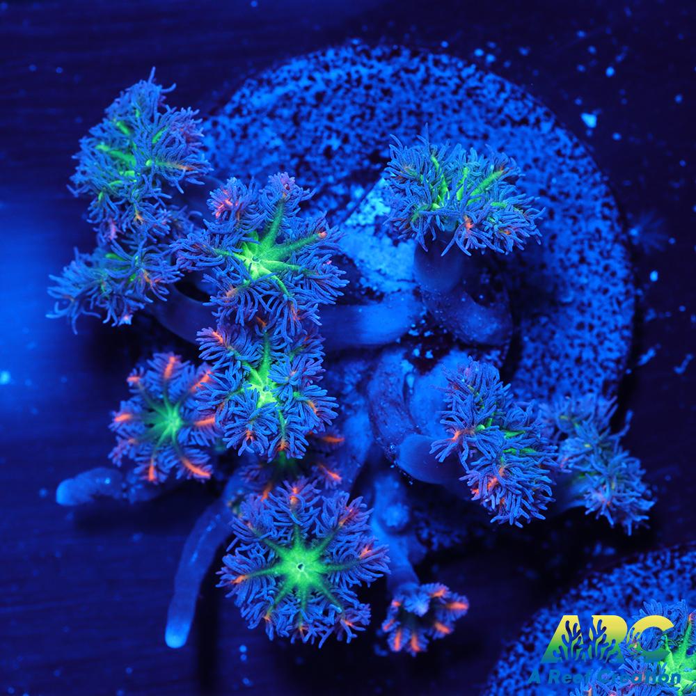 ARC Firecracker Clove Polyps