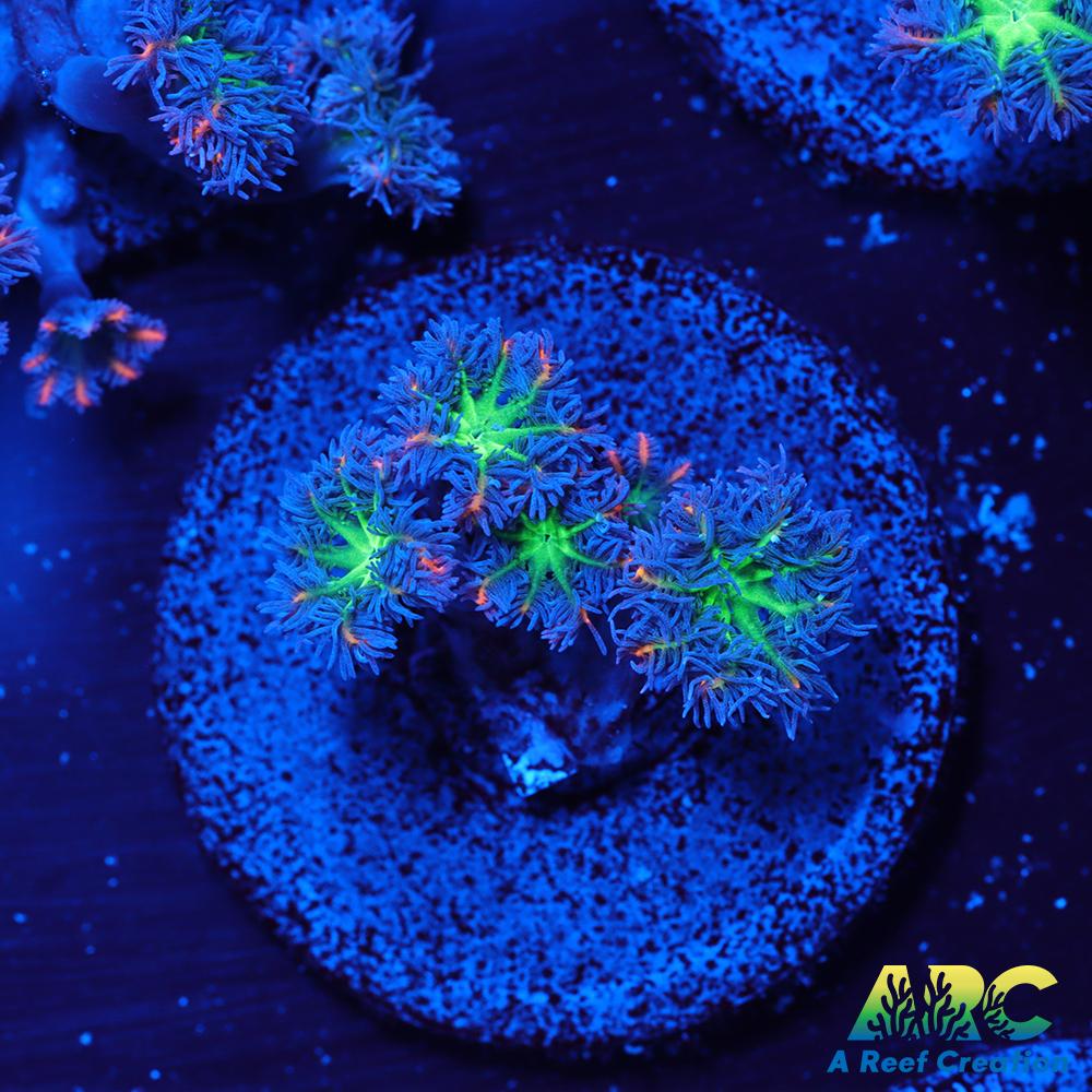 ARC Firecracker Clove Polyps
