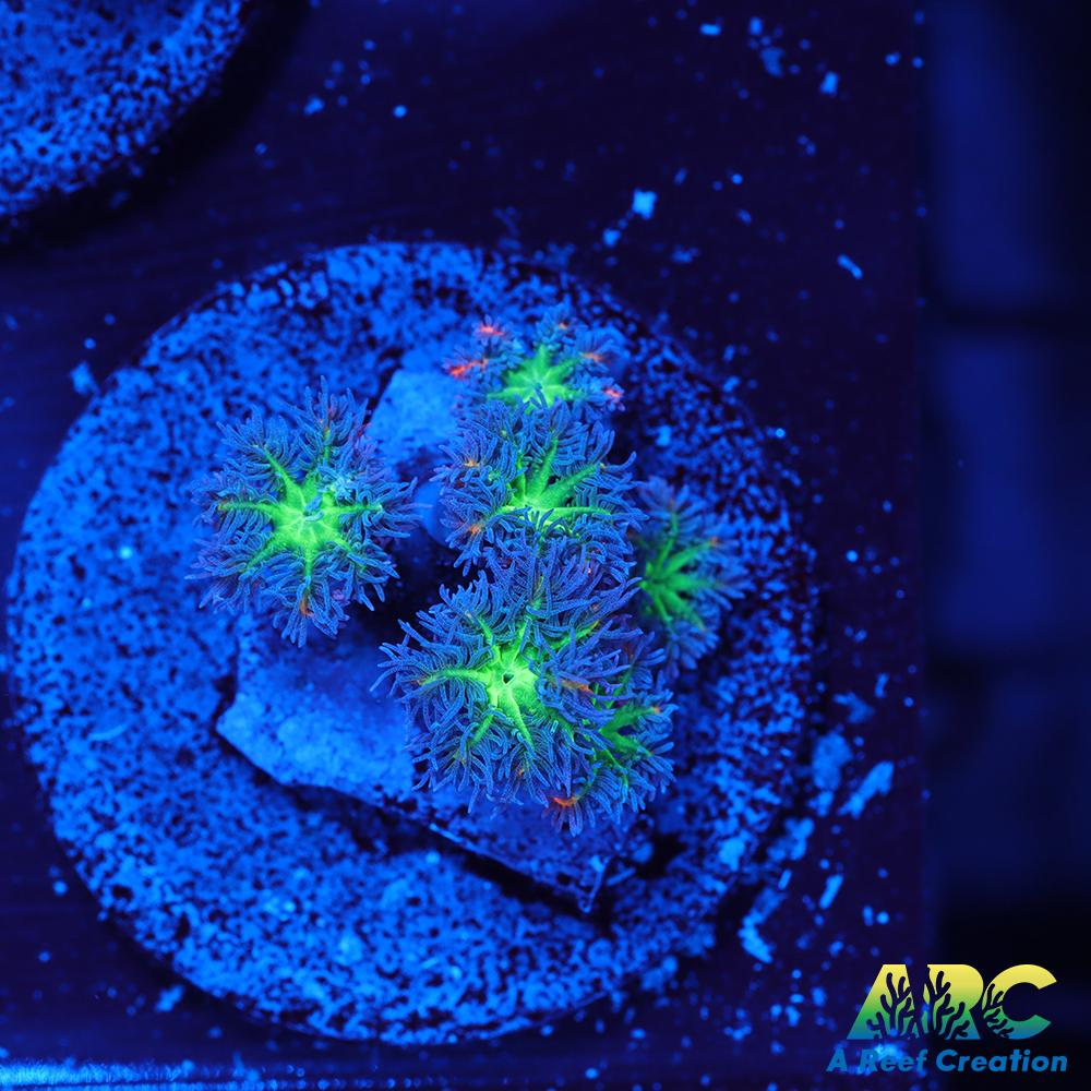 ARC Firecracker Clove Polyps