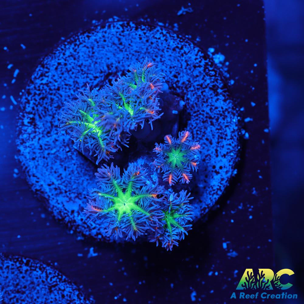 ARC Firecracker Clove Polyps