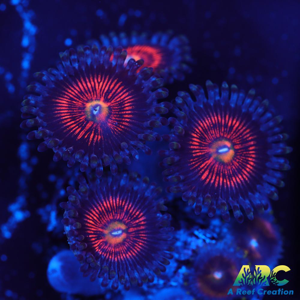 God of War Revolution