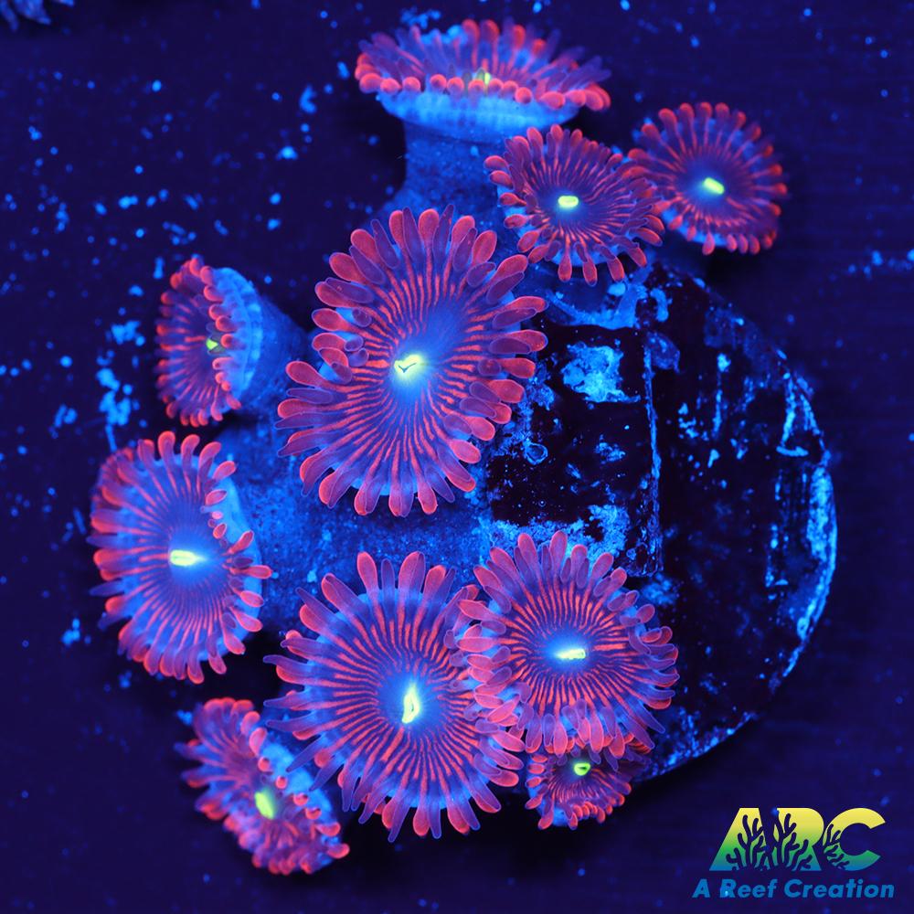 Electric Red People Eaters