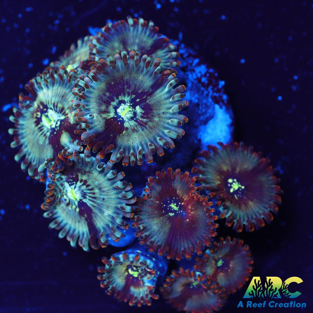 ARC Magical Magicians