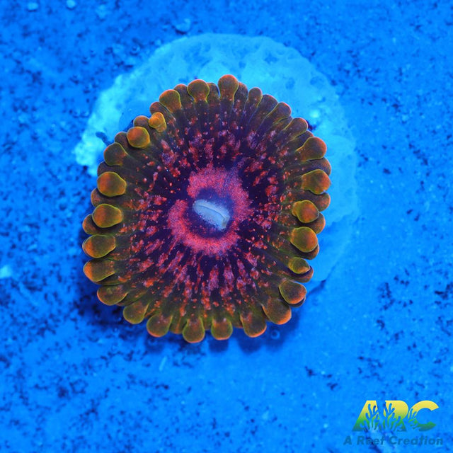 GB Grand Master Krakatoa