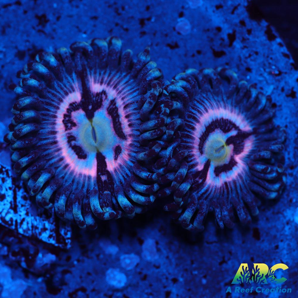 CC Pink Constellations