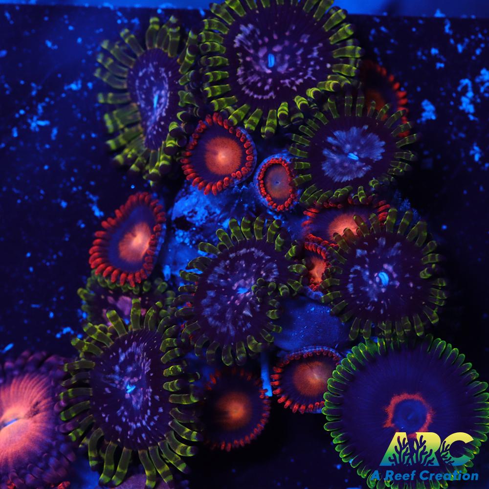 Purple Monster Combo