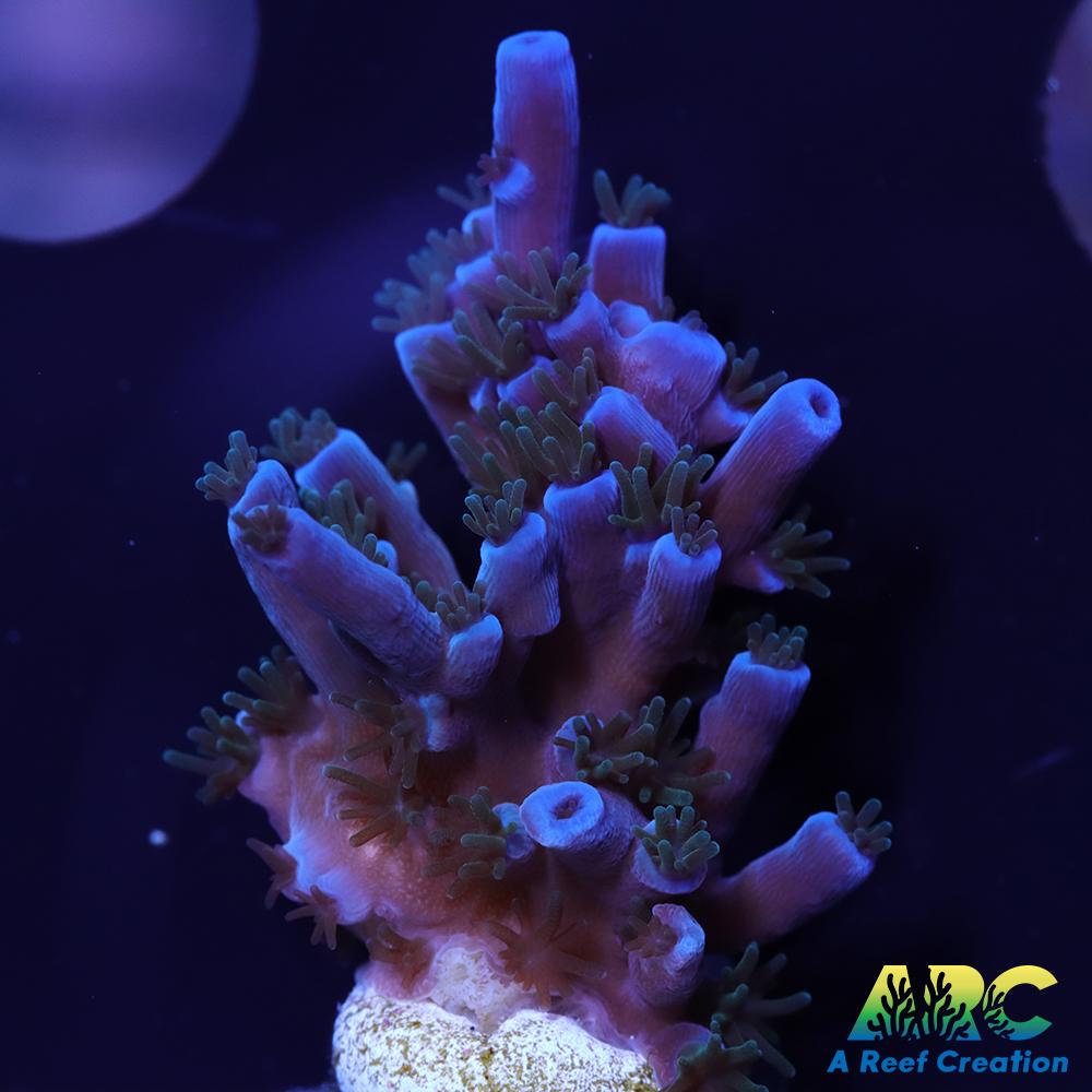 ARC Blueberry Echinata