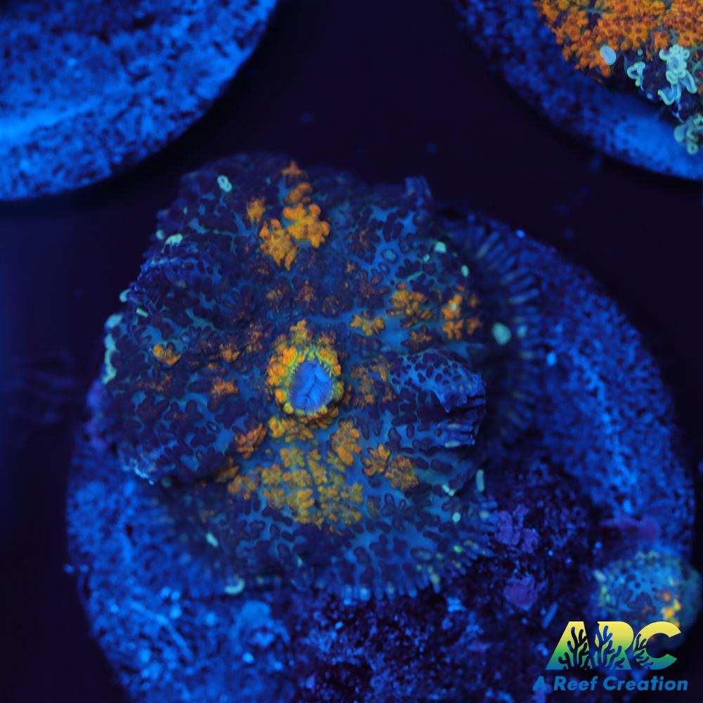 Jupiter Red Rhodactis