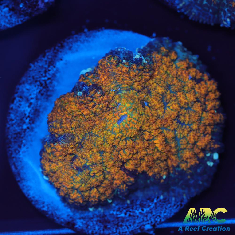 Fall Foliage Rhodactis