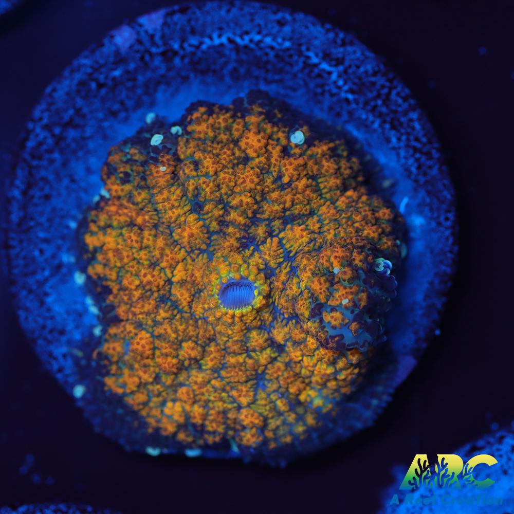 Fall Foliage Rhodactis