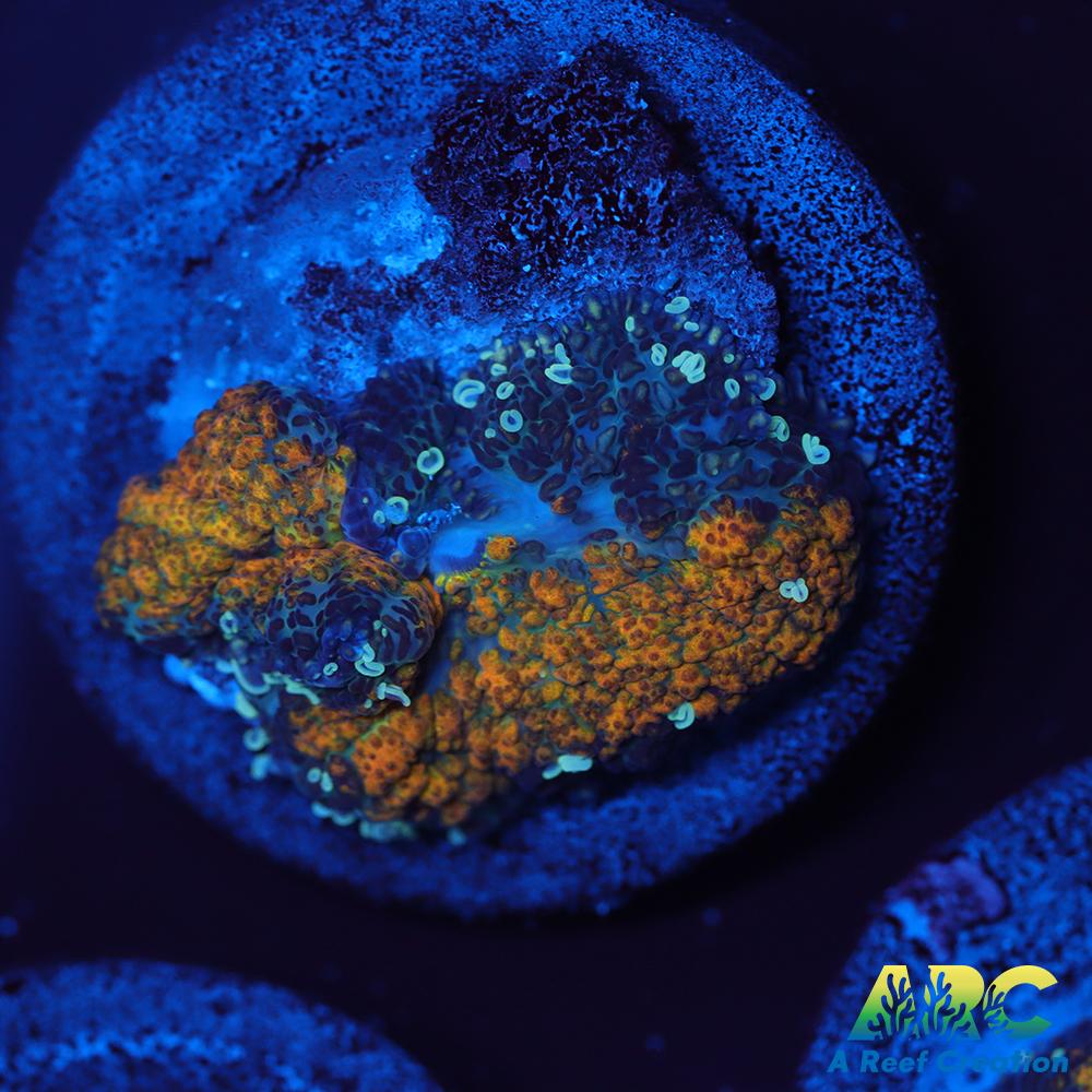 Fall Foliage Rhodactis