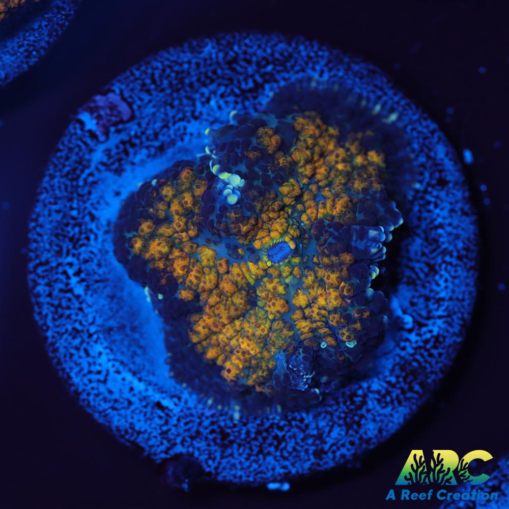 Fall Foliage Rhodactis