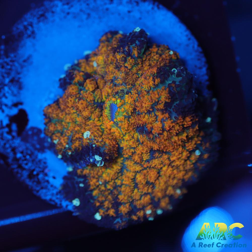 Fall Foliage Rhodactis