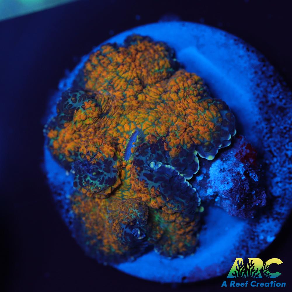 Fall Foliage Rhodactis