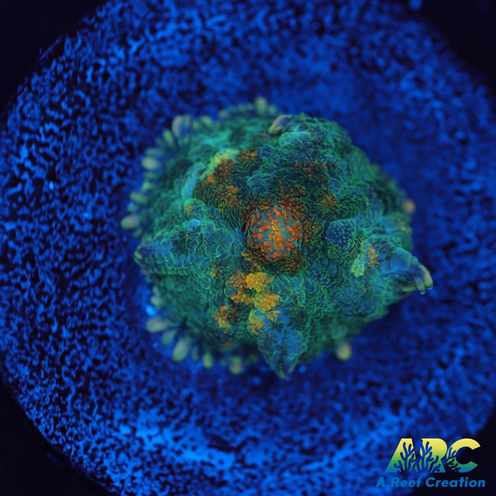 Jupiter Red Rhodactis