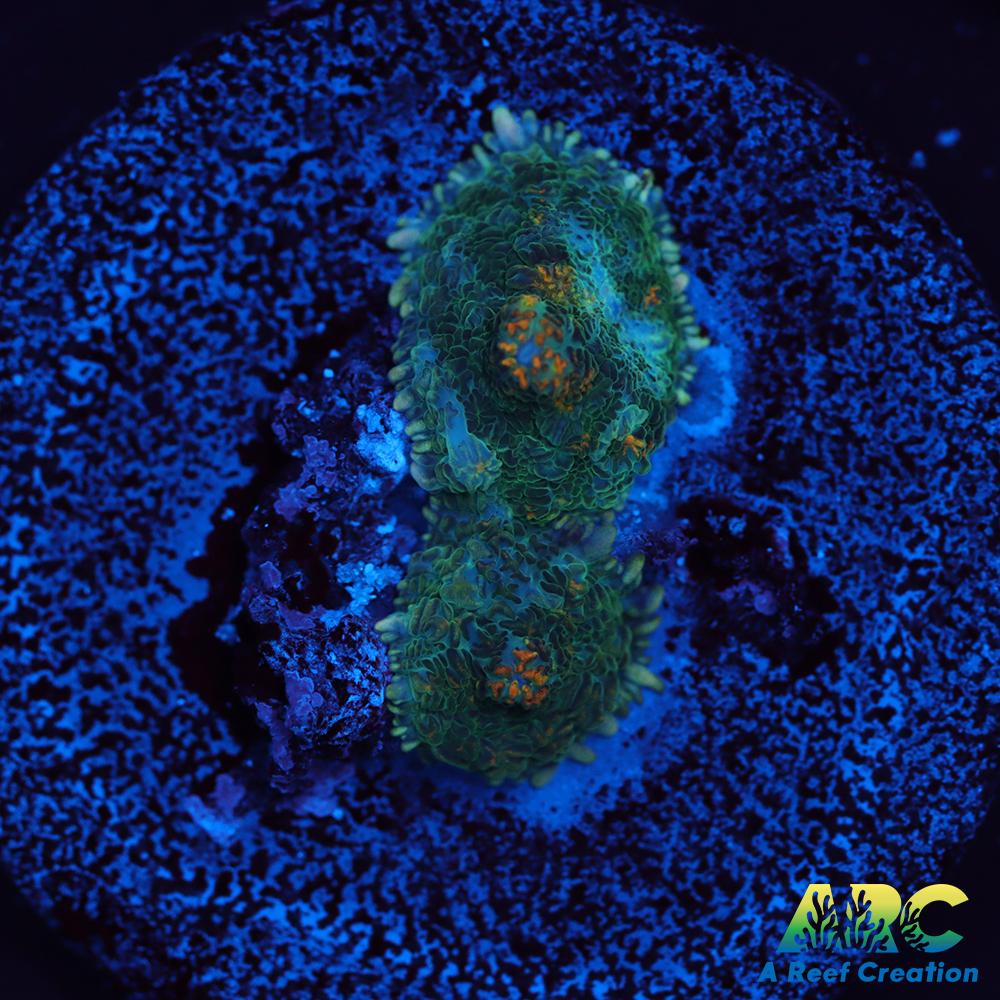 Jupiter Red Rhodactis