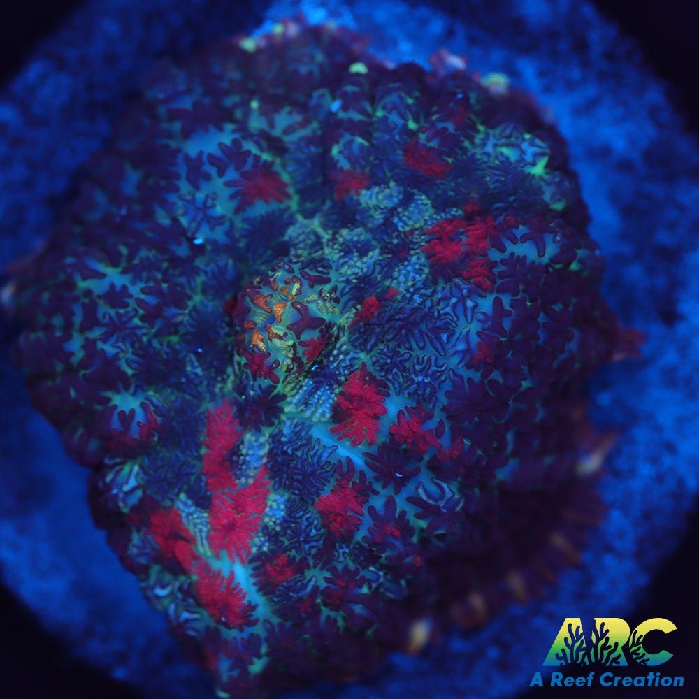 Blood Moon Rhodactis