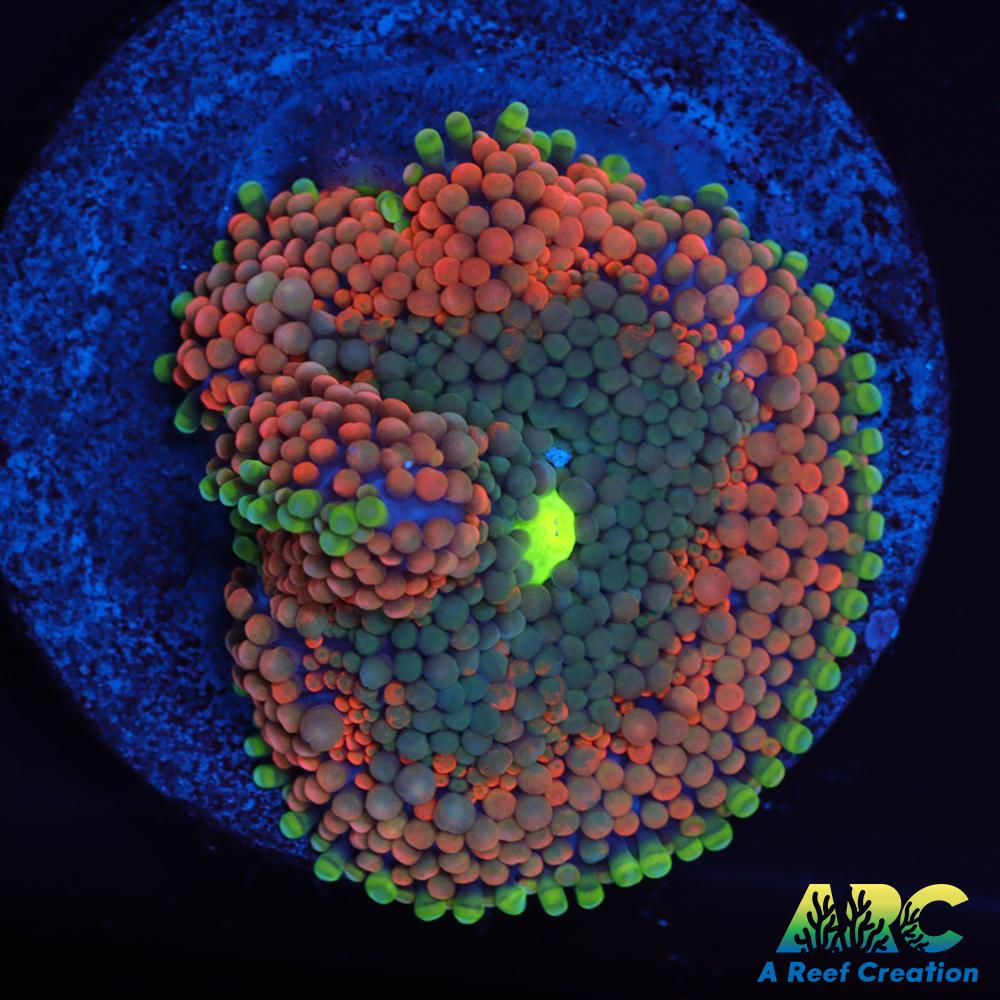 Awesome Orange Ricordea