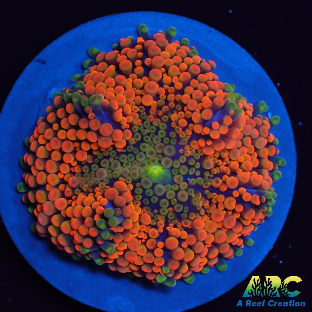 Awesome Orange Ricordea