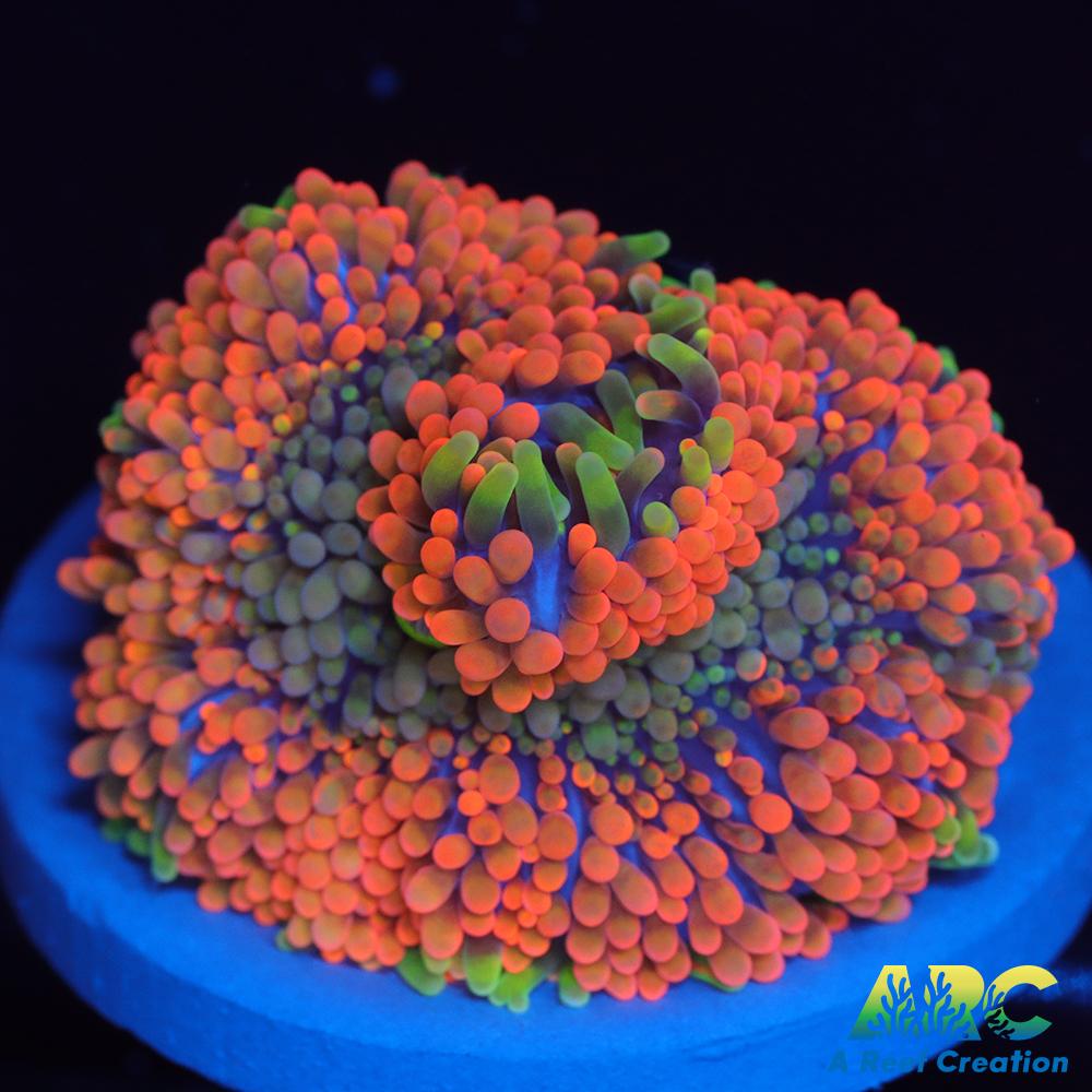 Awesome Orange Ricordea