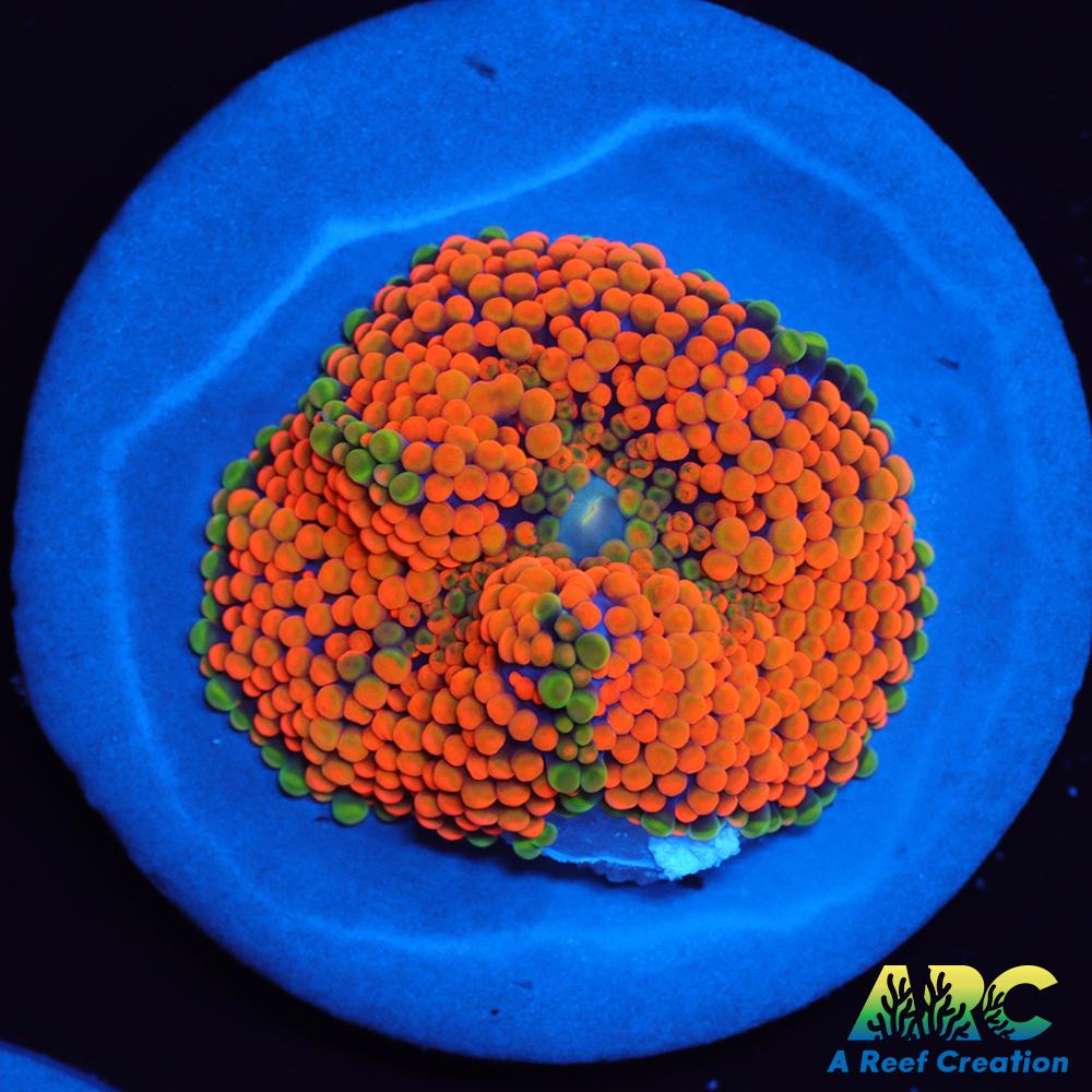 Awesome Orange Ricordea