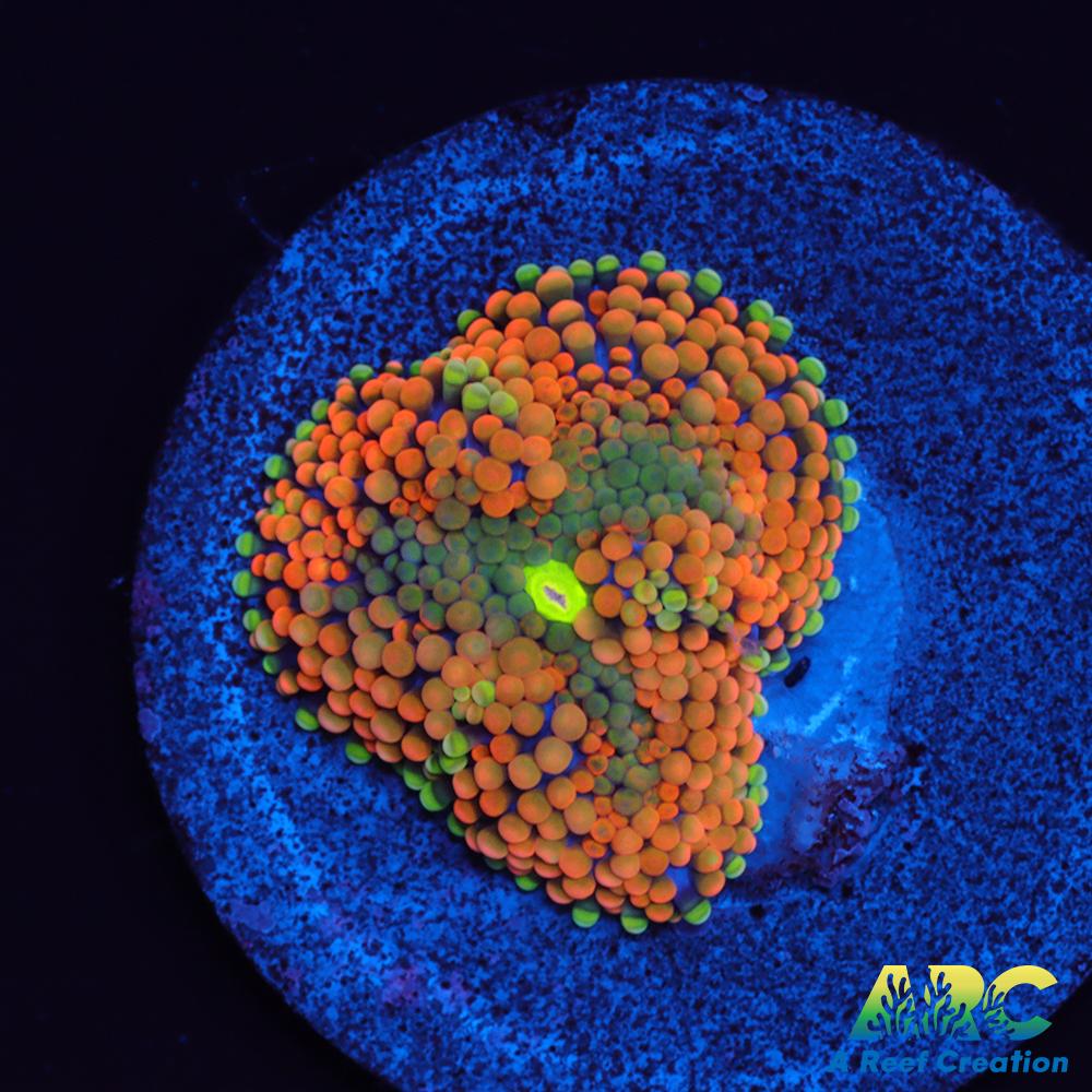 Awesome Orange Ricordea