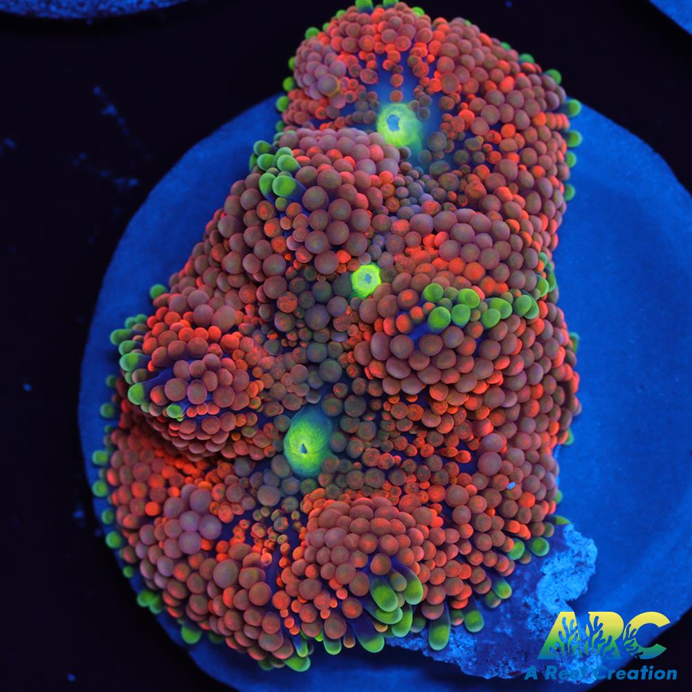 Awesome Orange Ricordea