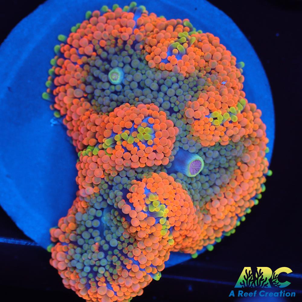 Awesome Orange Ricordea