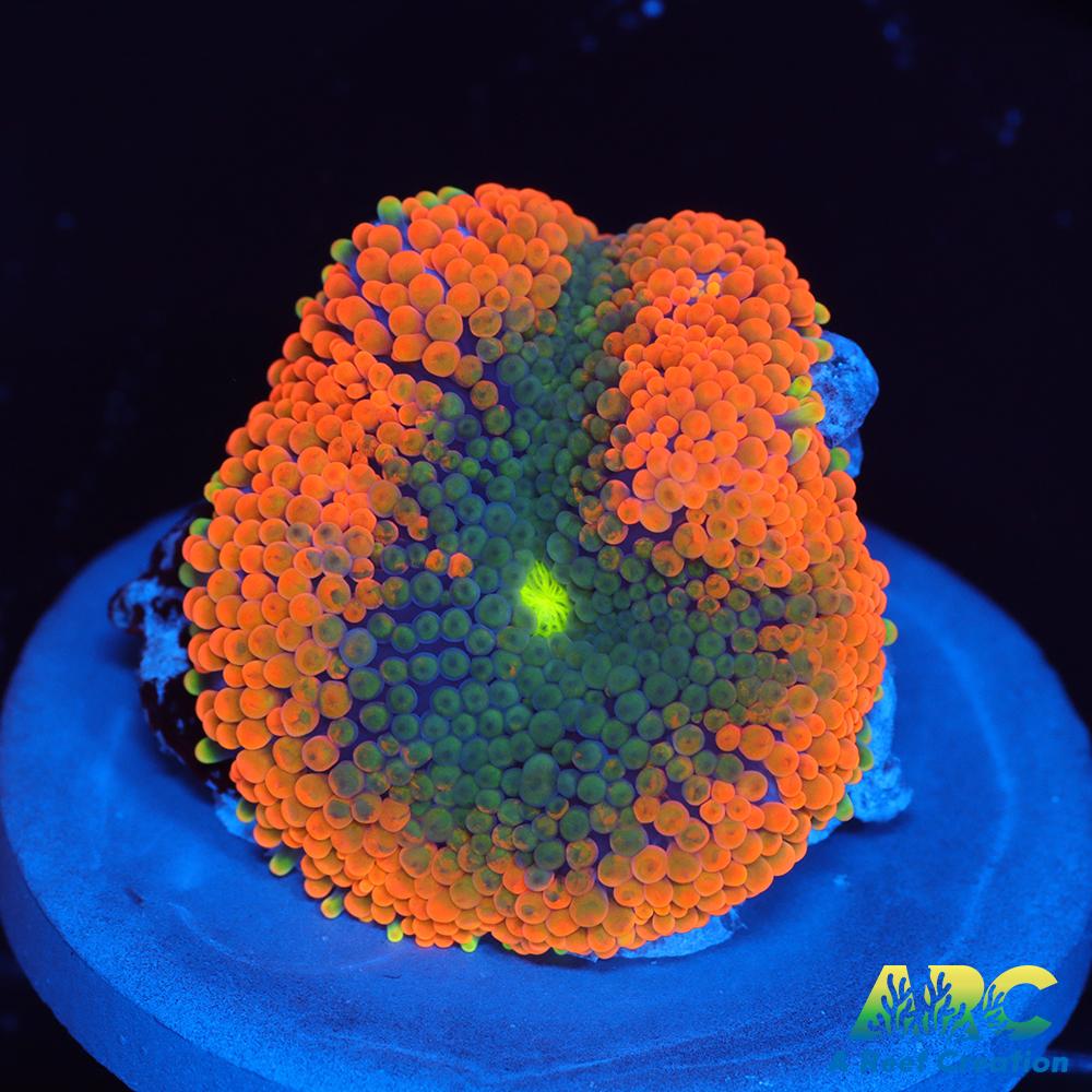 Awesome Orange Ricordea