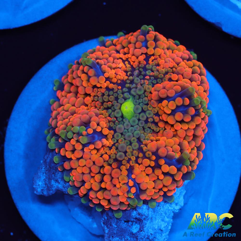 Awesome Orange Ricordea