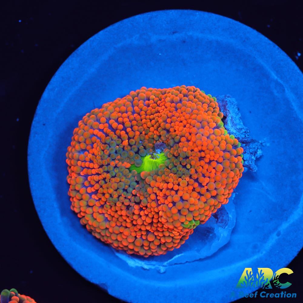 Awesome Orange Ricordea