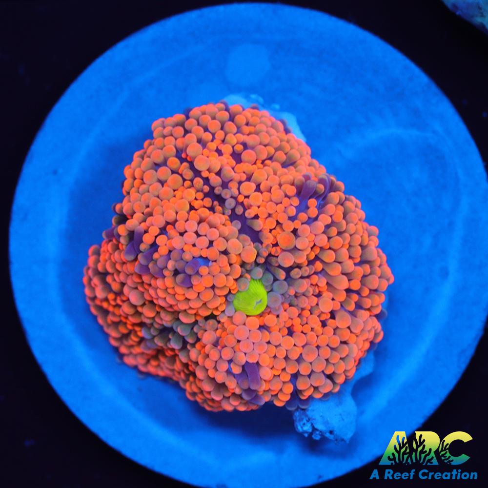 Awesome Orange Ricordea