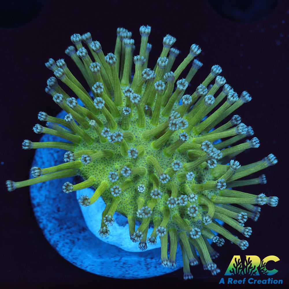 Long Polyp Green Toadstool Leather