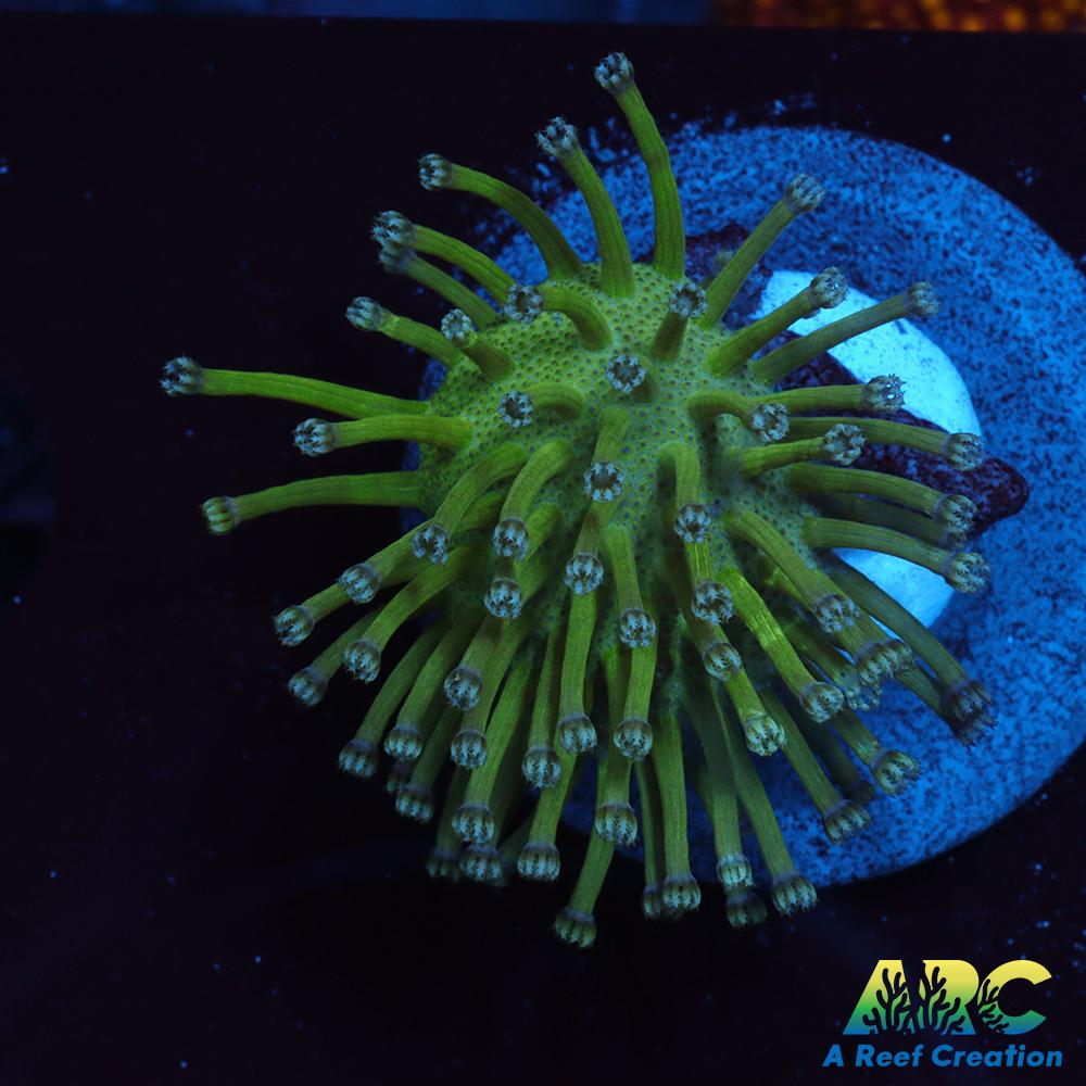 Long Polyp Green Toadstool Leather