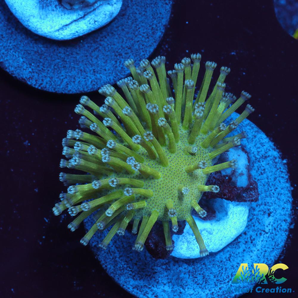 Long Polyp Green Toadstool Leather