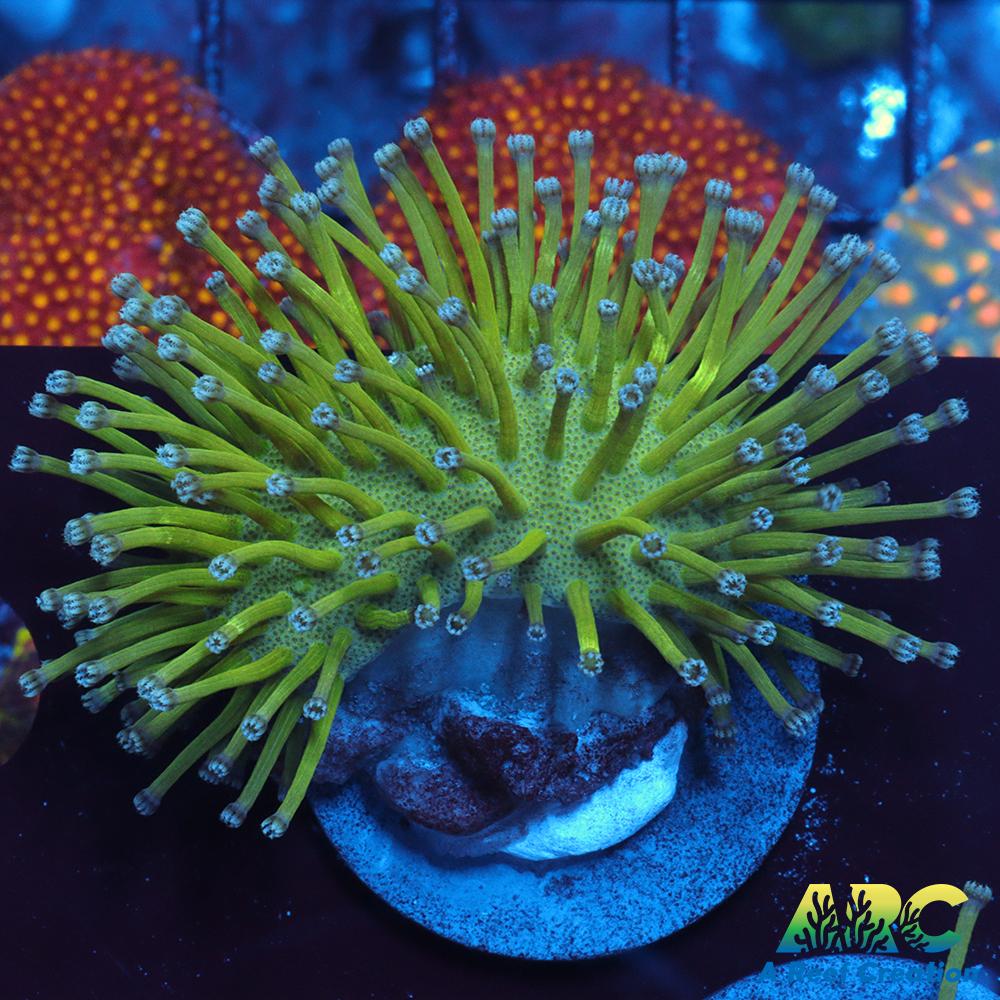 Long Polyp Green Toadstool Leather