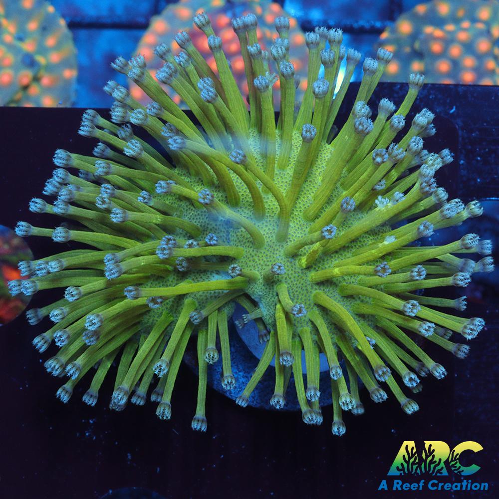 Long Polyp Green Toadstool Leather