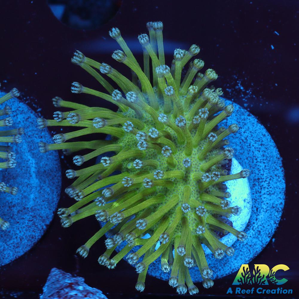 Long Polyp Green Toadstool Leather