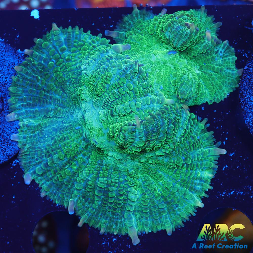 Mint Green Rhodactus double